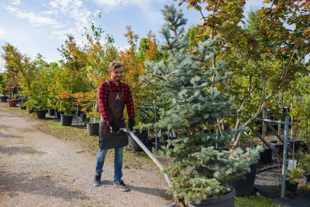 Best Tree Pruning Services  in Southworth, WA